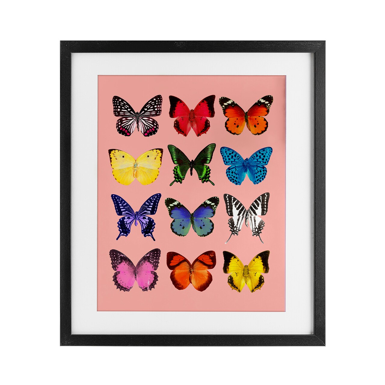 Stupell Industries Butterfly Species on Pink Framed Print Under Glass, design by LISH Creative